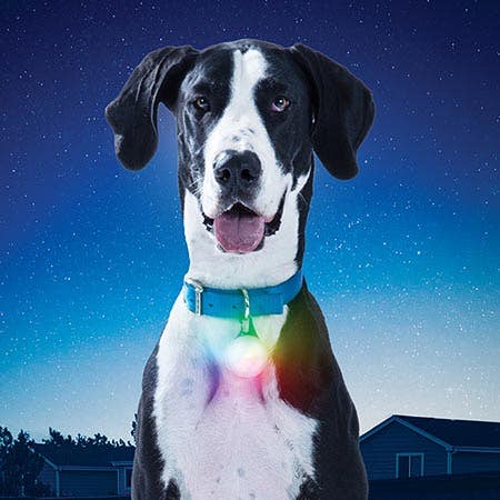 Nite Ize SpotLit LED Collar Light, Plastic