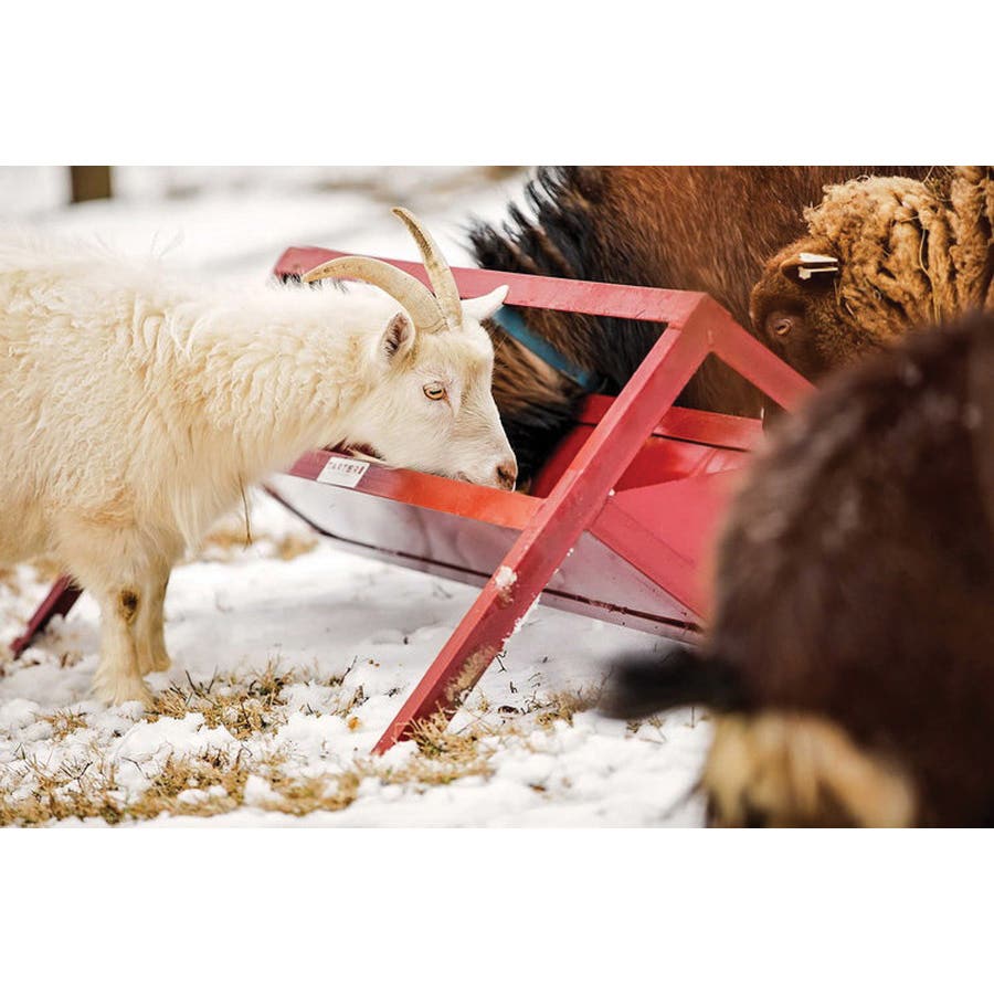 Tarter TF4 Trough Feeder Red Powder?Coated