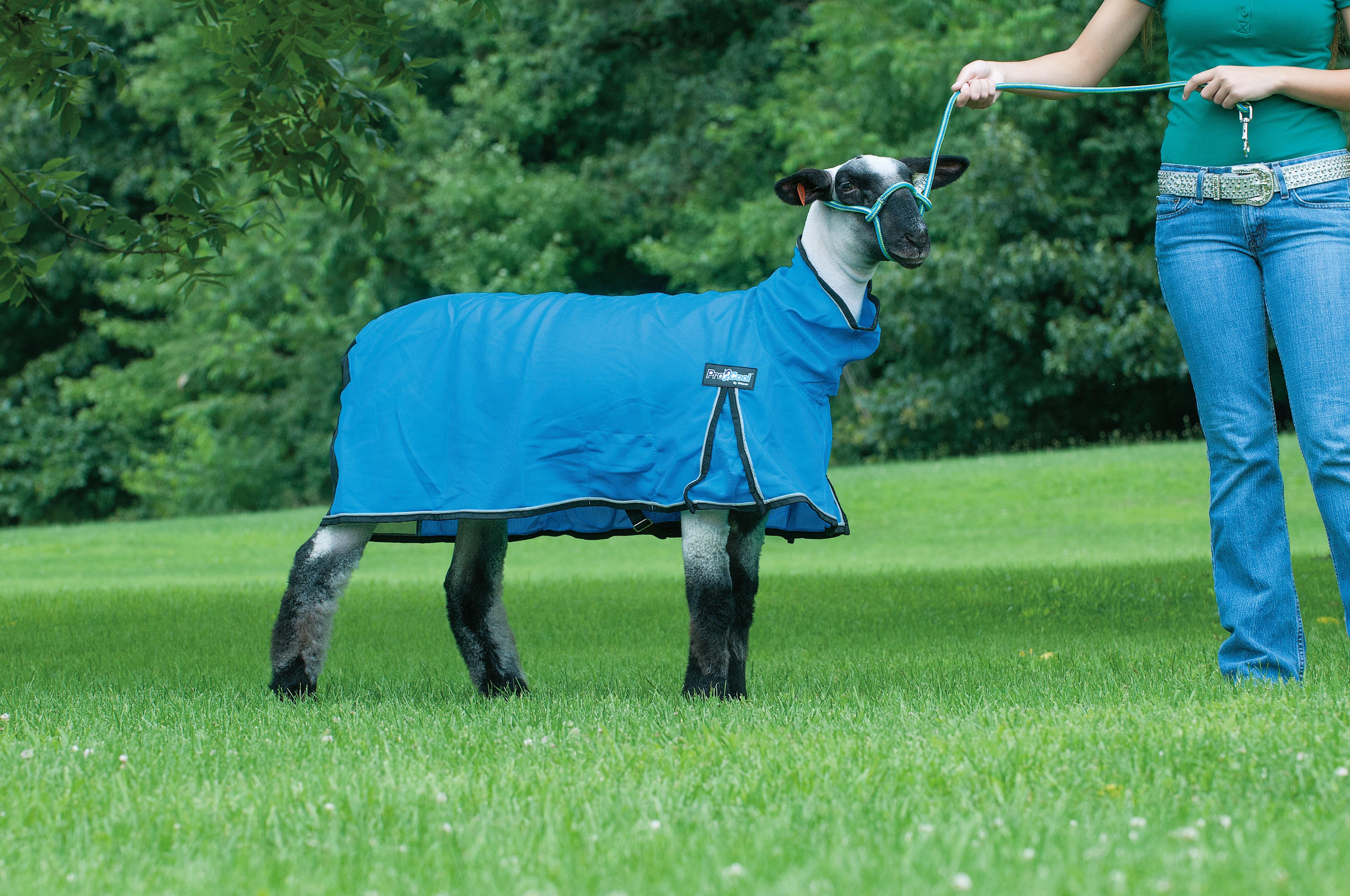 Weaver Livestock ProCool™ Sheep Blanket with Reflective Piping, Medium