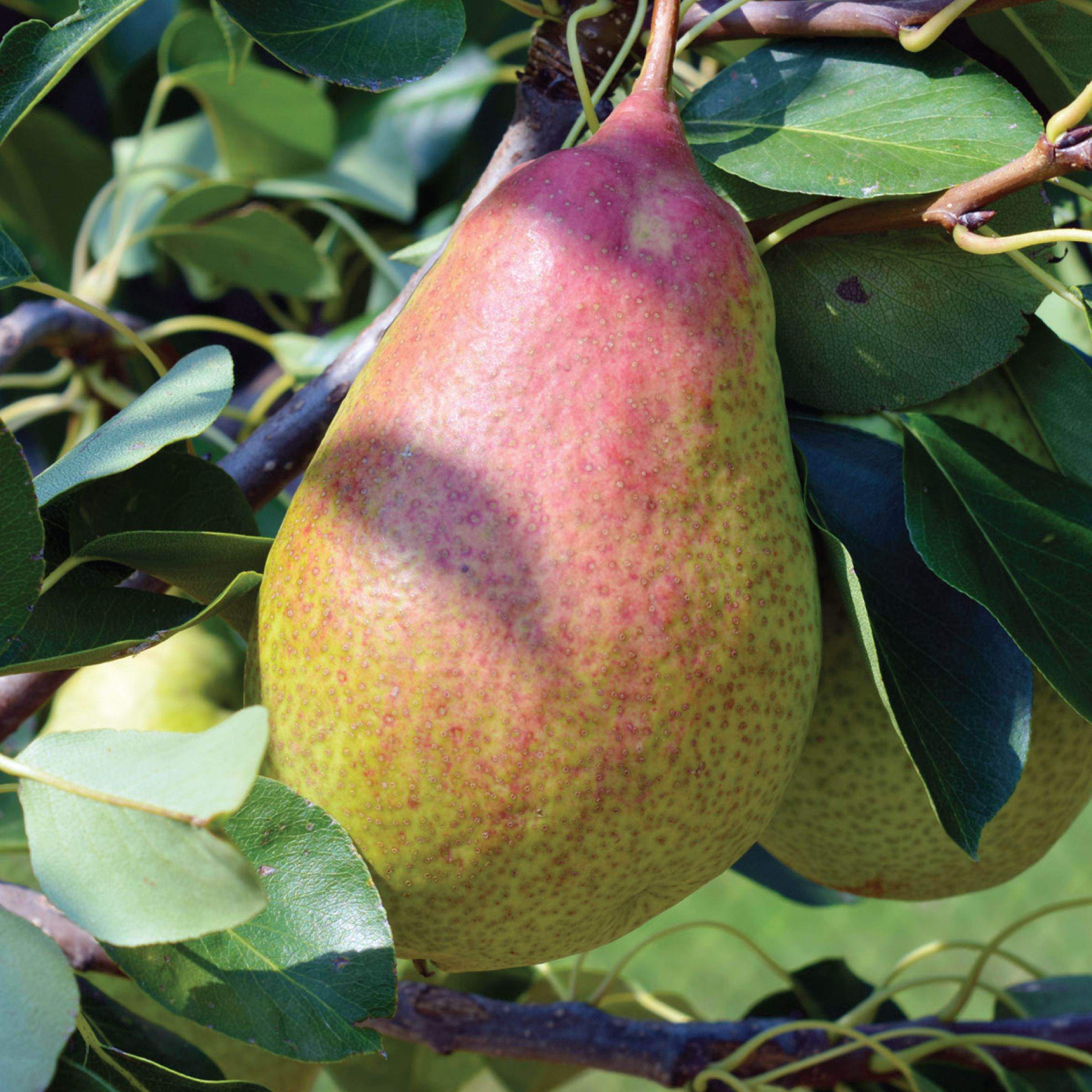 5-in-1 Pear Combo Tree, Rescue Bartlett Flemish Beauty Red Bartlett Bosc, #10