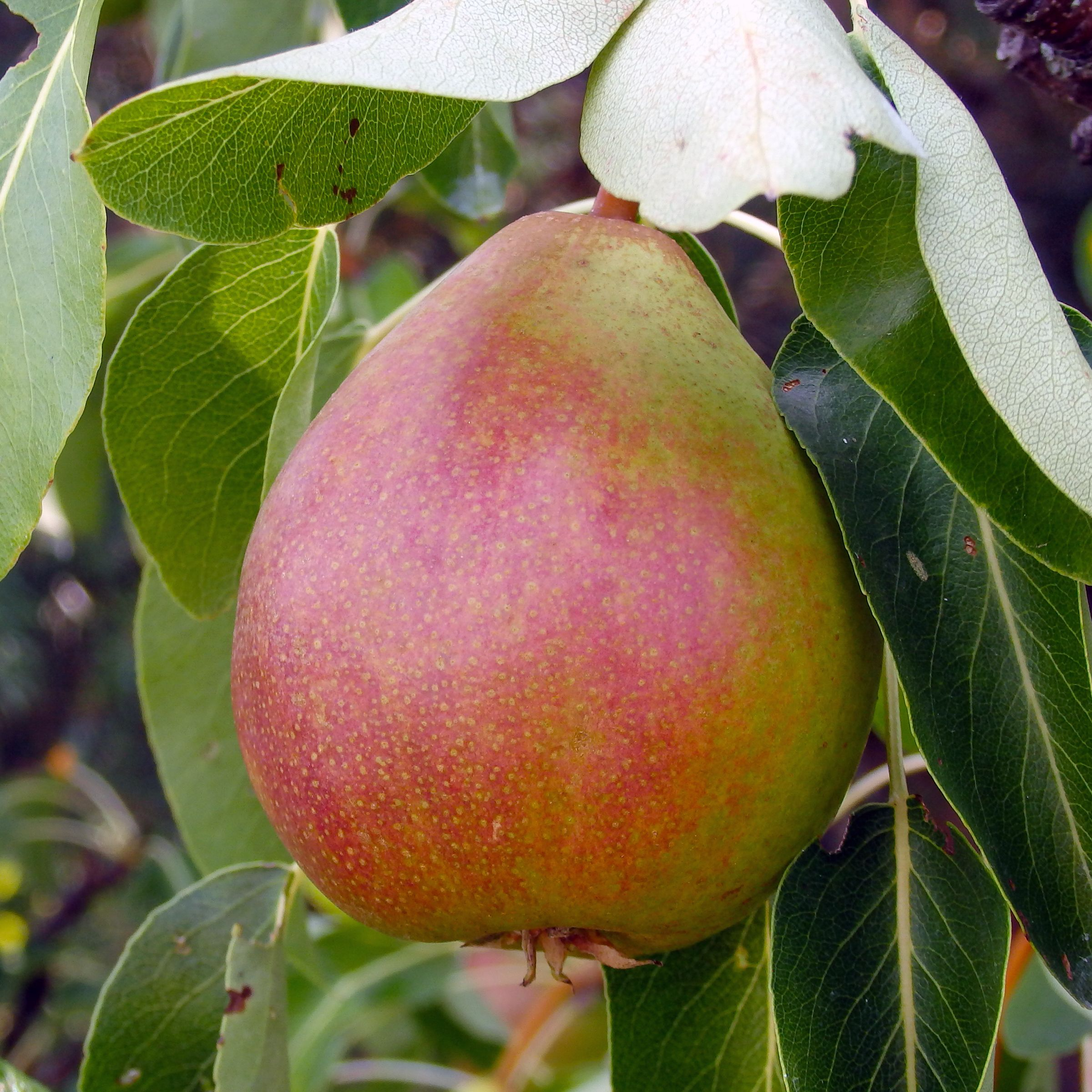5-in-1 Pear Combo Tree, Ure Gold Spice Flemish Beauty Comice Summercrisp, #10