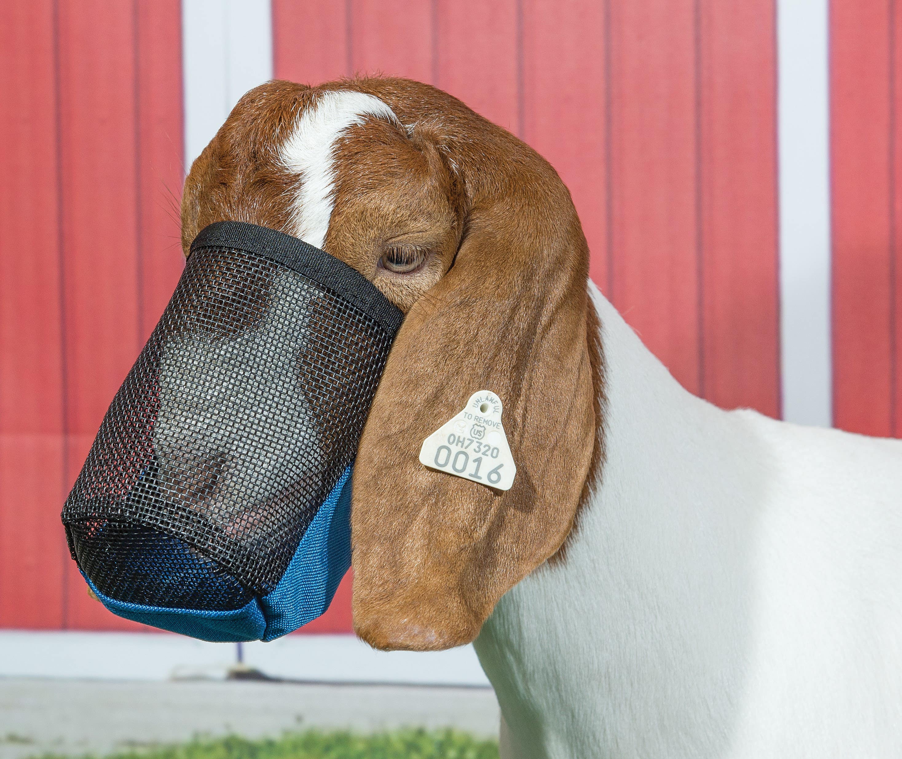 Weaver Leather Deluxe Adjustable Goat/Sheep Muzzle, Blue