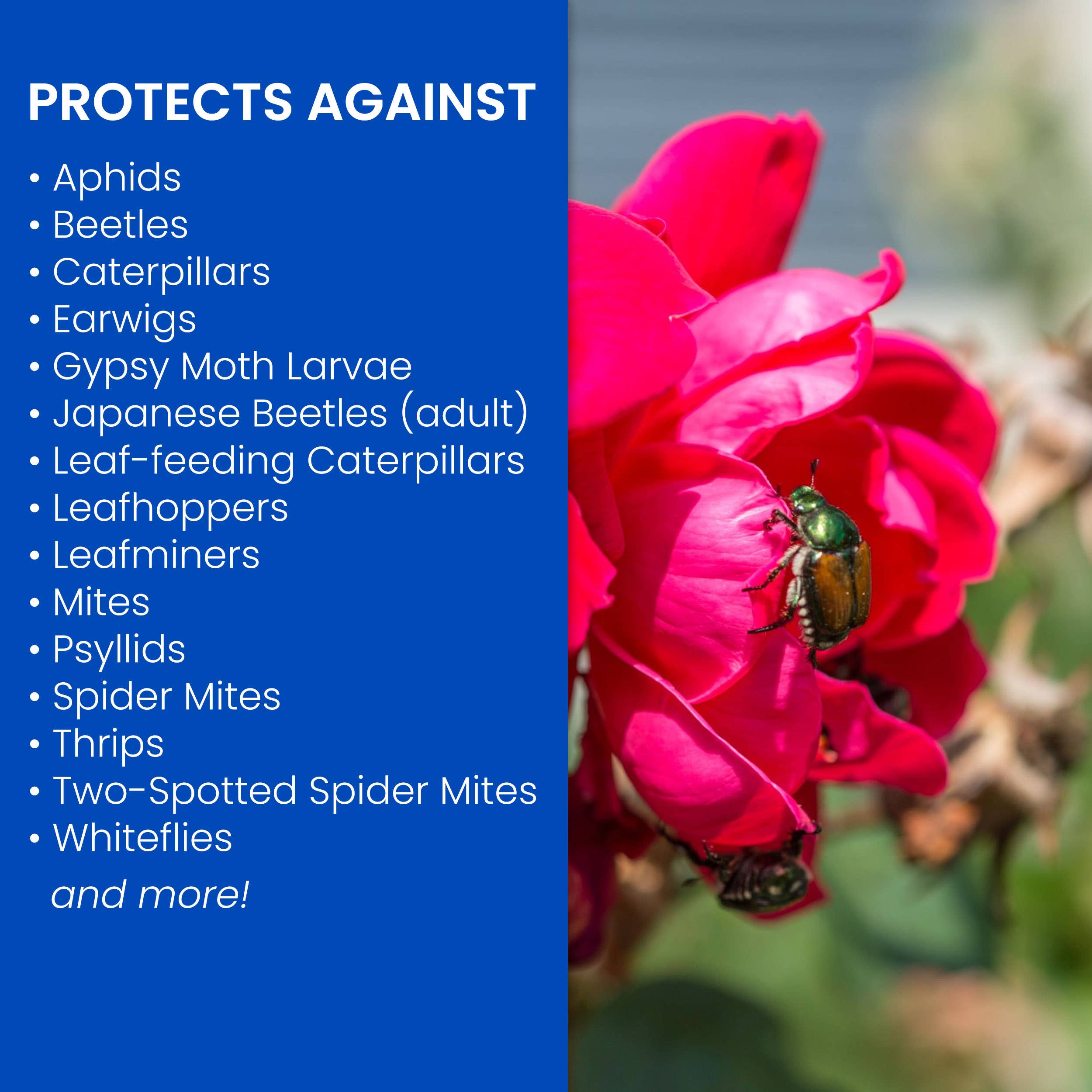 BayerAdvanced 3-in-1 Insect Disease and Mite Control, Liquid, Spray Application, 32 oz Bottle