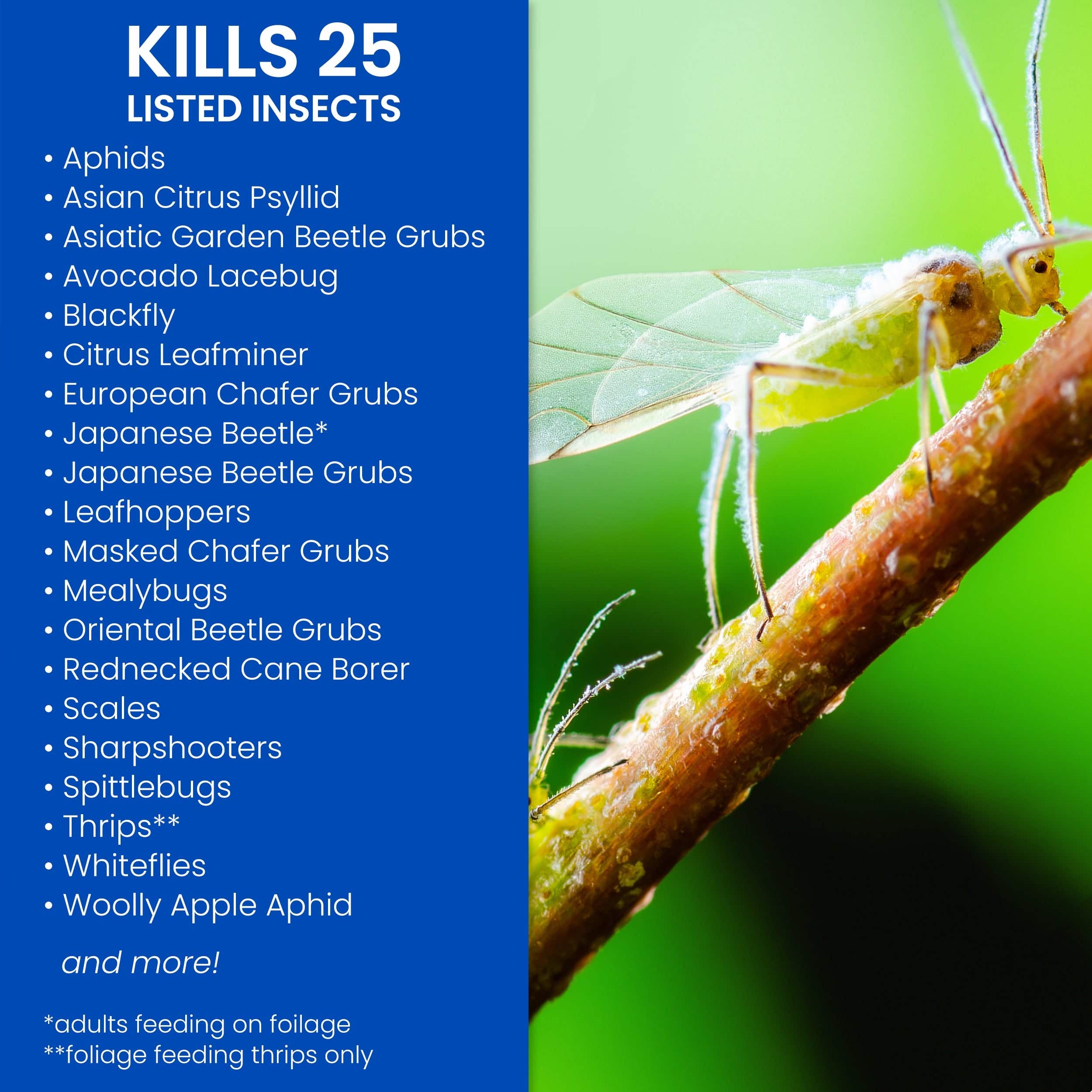 BioAdvanced Insect Killer, Liquid, 32 oz Bottle