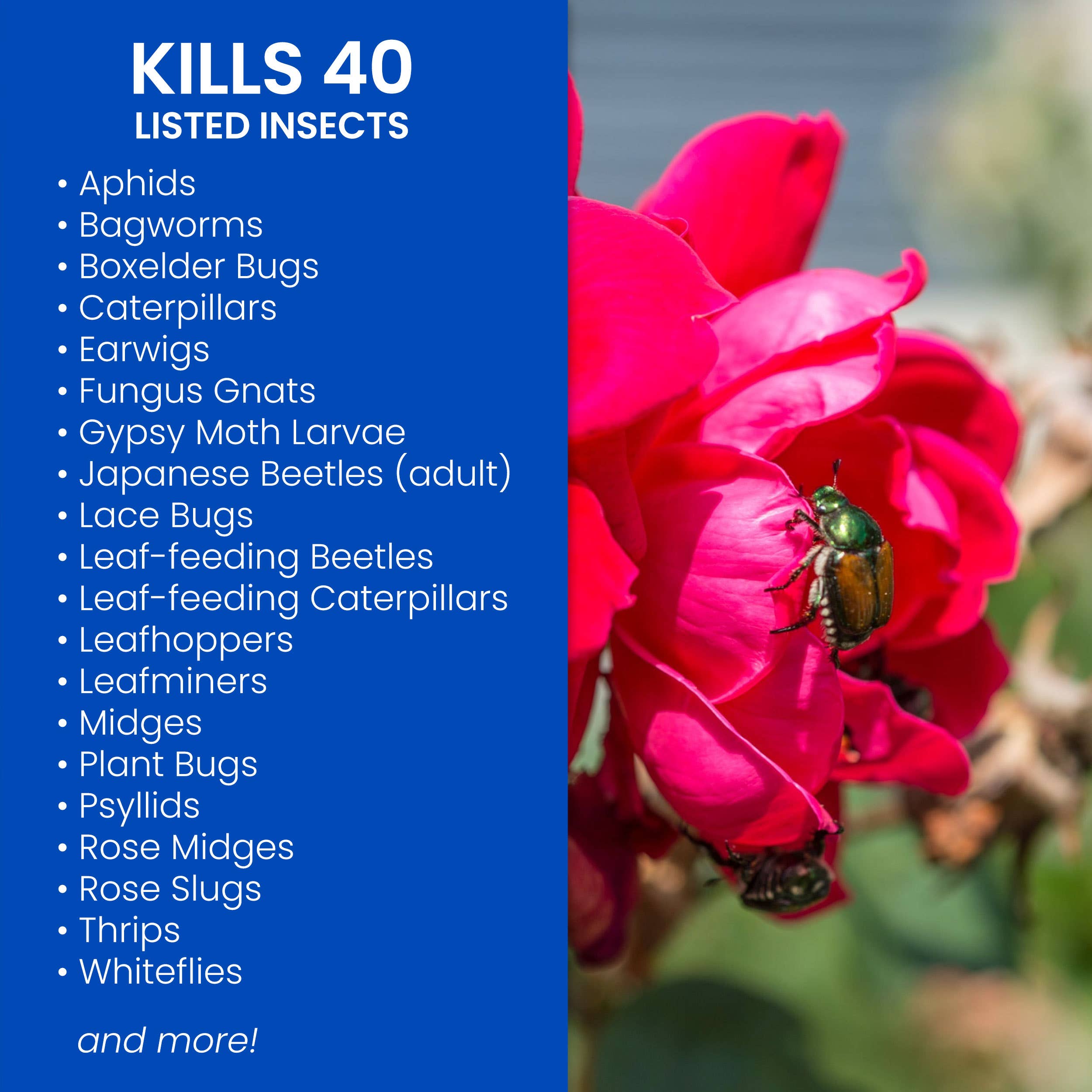 BioAdvanced Rose and Flower Insect Killer, Liquid, Spray Application, 24 oz