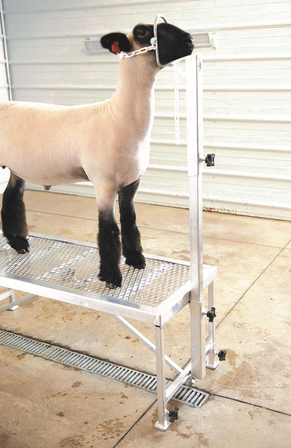 Weaver Livestock Trim Stand with Nose Loop Head Piece