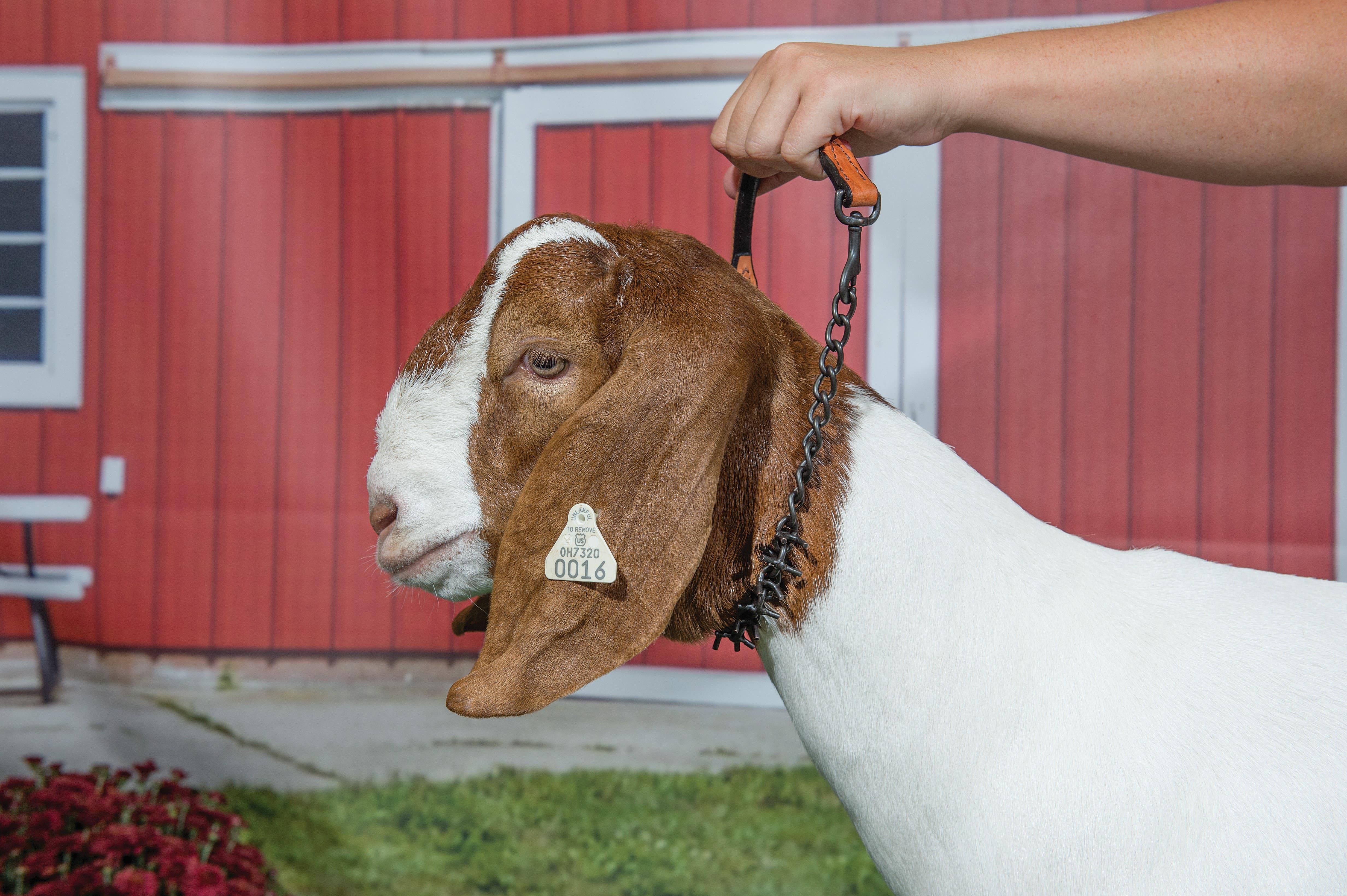 Weaver Oil Rubbed Pronged Chain Goat Collar, 24"