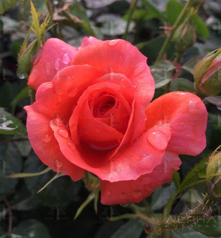 Above All™ Climbing Rose, # 3 Container Size