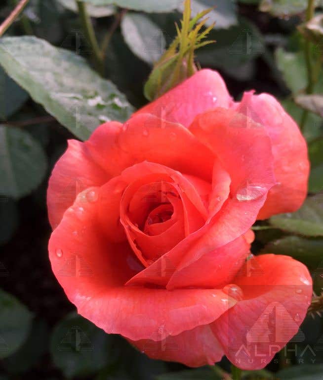 Above All™ Climbing Rose, # 3 Container Size