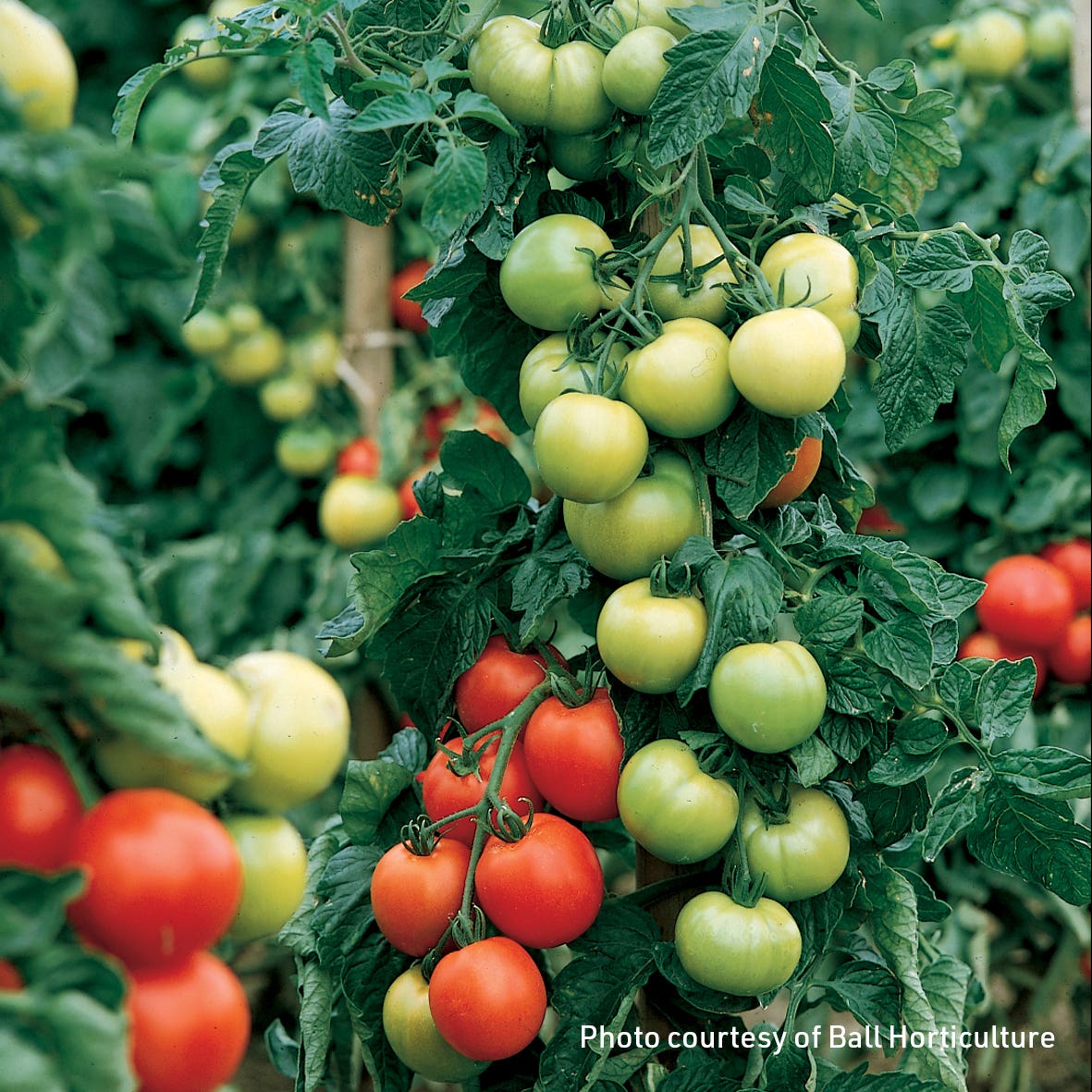 Assorted Tomato Plants 1 Gallon Container Size