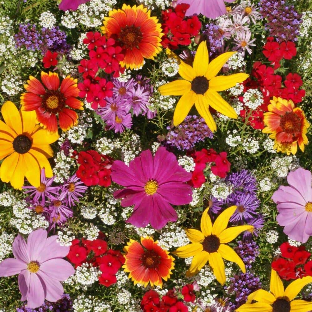 Great Basin Seed Honey Bee Wildflower Seed Mix, 3 Oz. Package