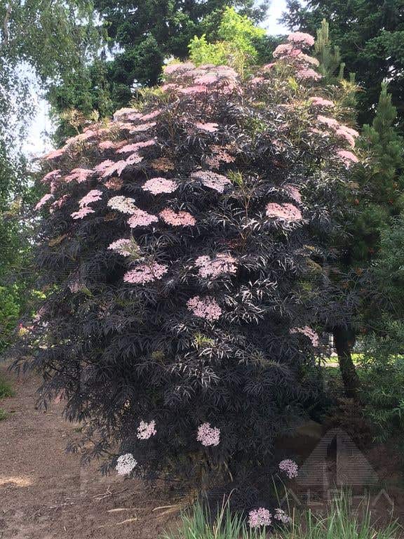 Black Lace® Elderberry, # 5 Container Size