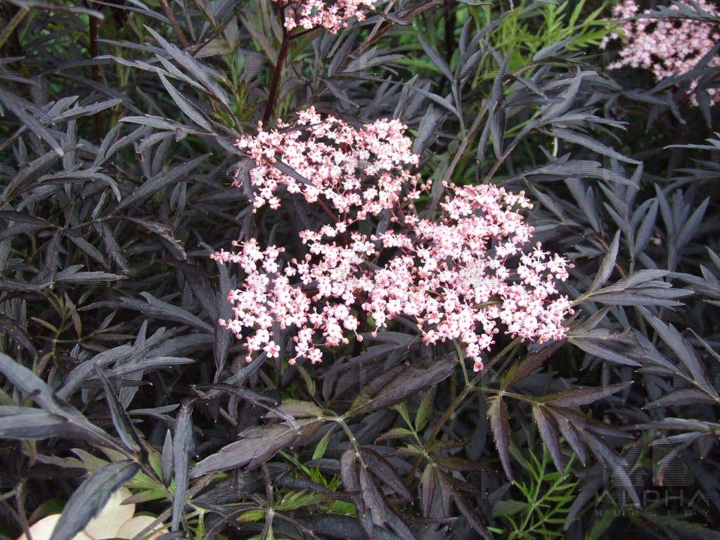 Black Lace® Elderberry, # 5 Container Size