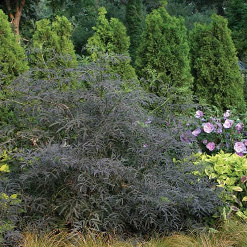 Black Lace® Elderberry, # 5 Container Size