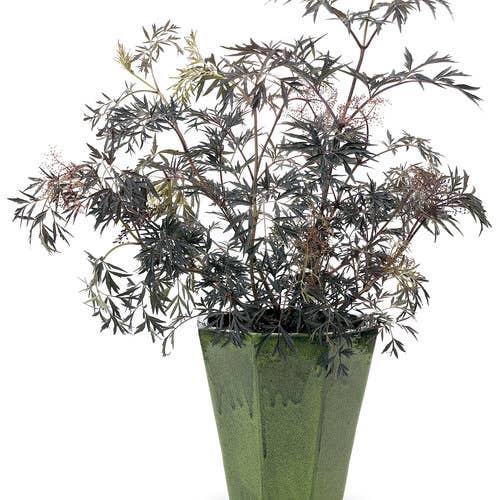 Black Lace® Elderberry, # 5 Container Size
