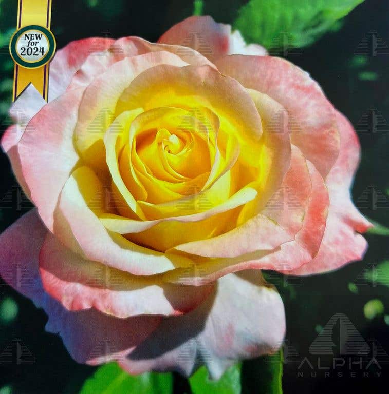 Make Me Blush™ Hybrid Tea Rose, # 2 Container Size