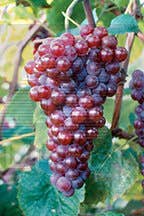 Canadice Table Grape - Seedless, #2