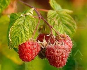 Canby Raspberry Plant, #1