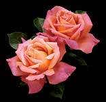 Chicago Peace® Hybrid Tea Rose, # 2 Container Size