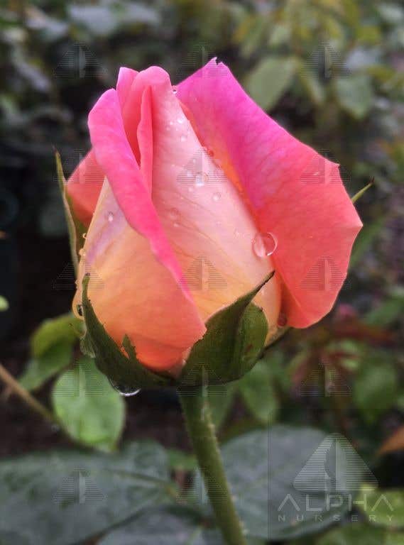 Chicago Peace® Hybrid Tea Rose, # 2 Container Size