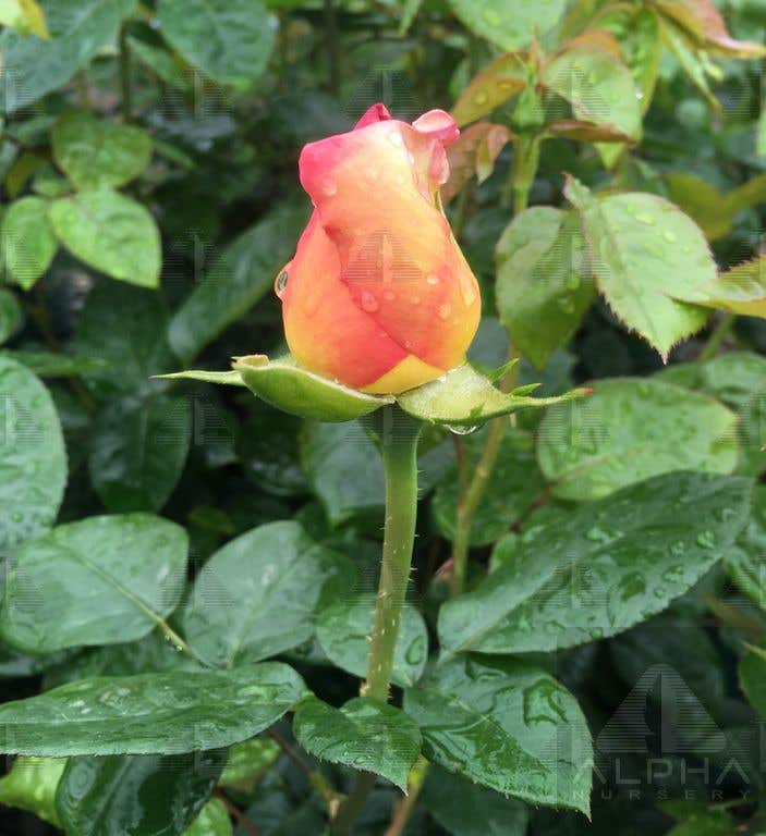 Chicago Peace® Hybrid Tea Rose, # 2 Container Size