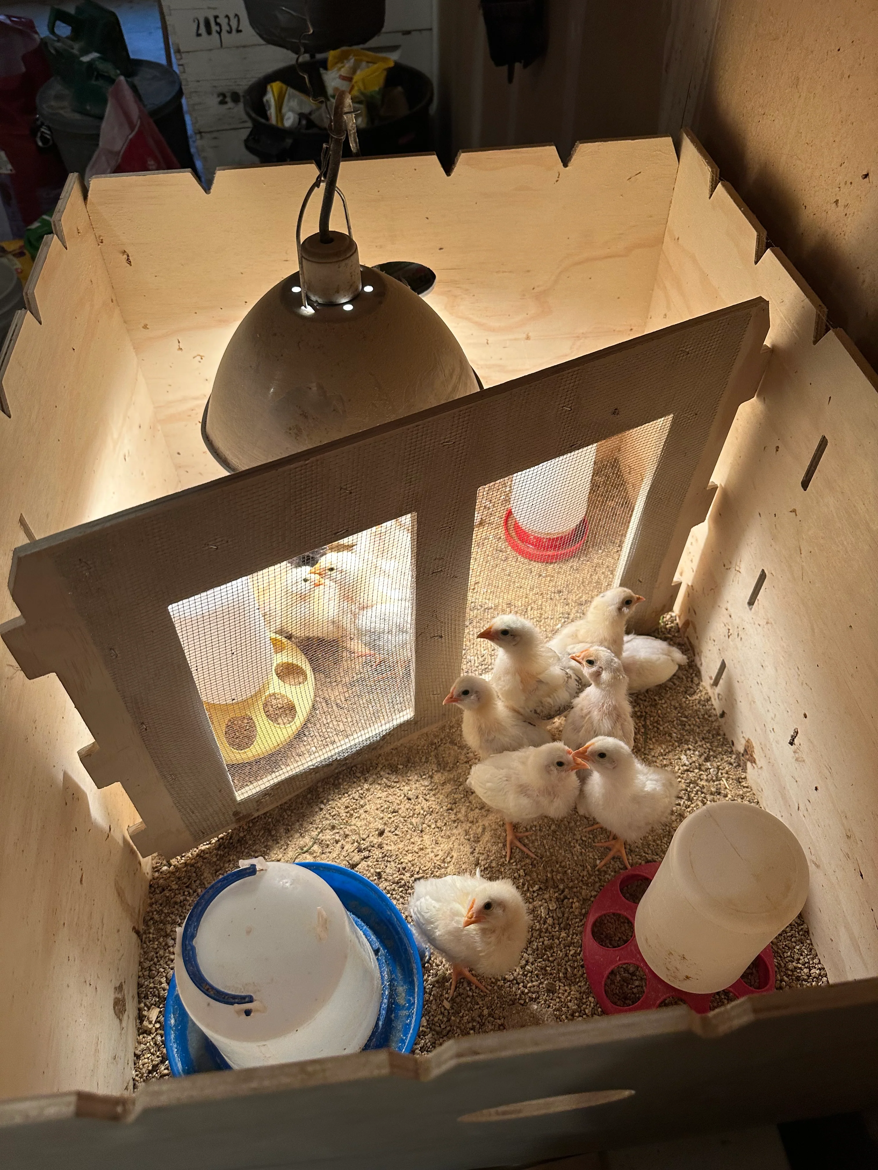 Harvest Lane Chick Brooder Box, 24" W x 30" L