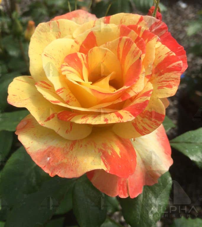 Chihuly® Floribunda Rose, # 3 Container Size