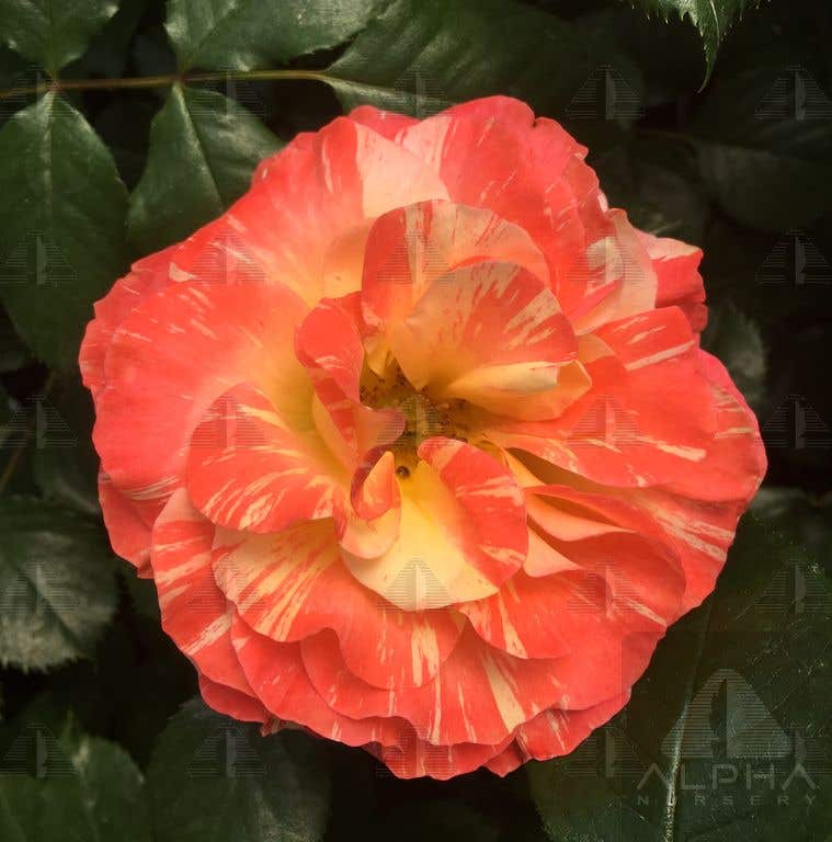 Chihuly® Floribunda Rose, # 3 Container Size