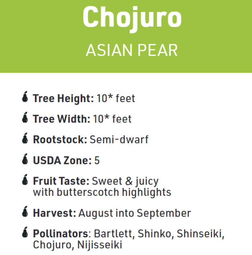 Chojuro Asian Pear Tree, #10
