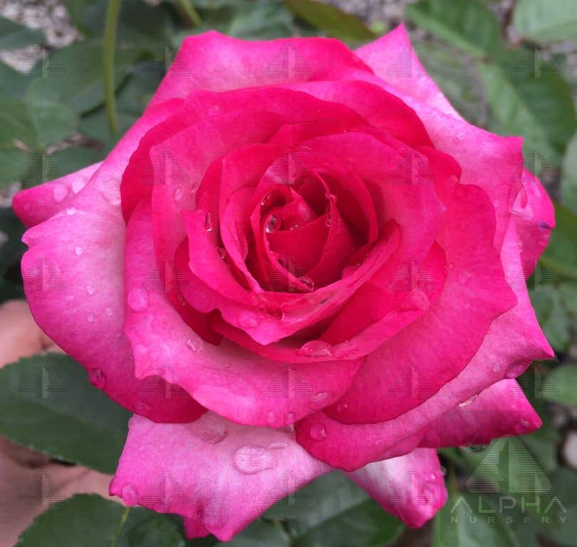 Miss Congeniality™ Grandiflora Rose, # 3 Container Size