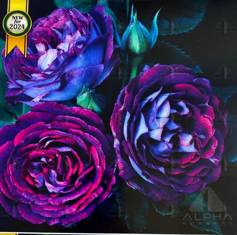 Cosmic Clouds™ Climbing Rose, # 2 Container Size