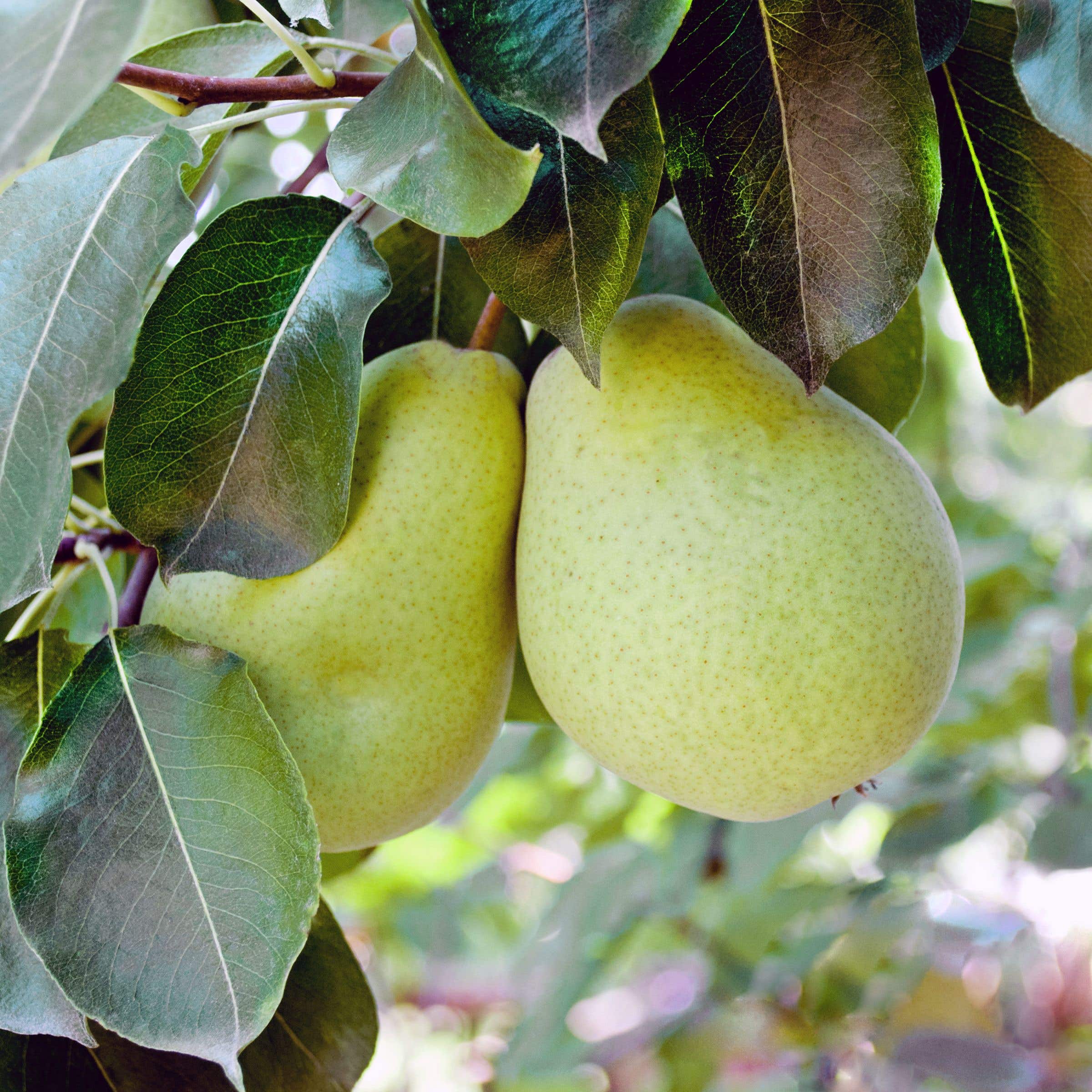 D'Anjou Pear Tree, #7