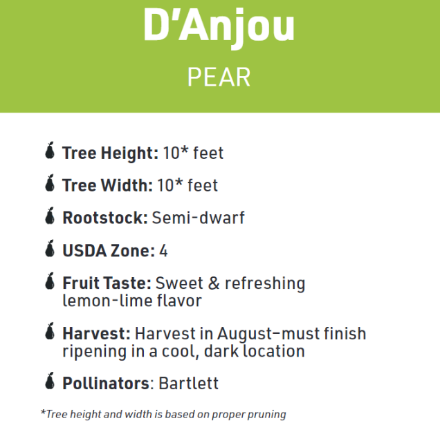 D'Anjou Pear Tree, #7