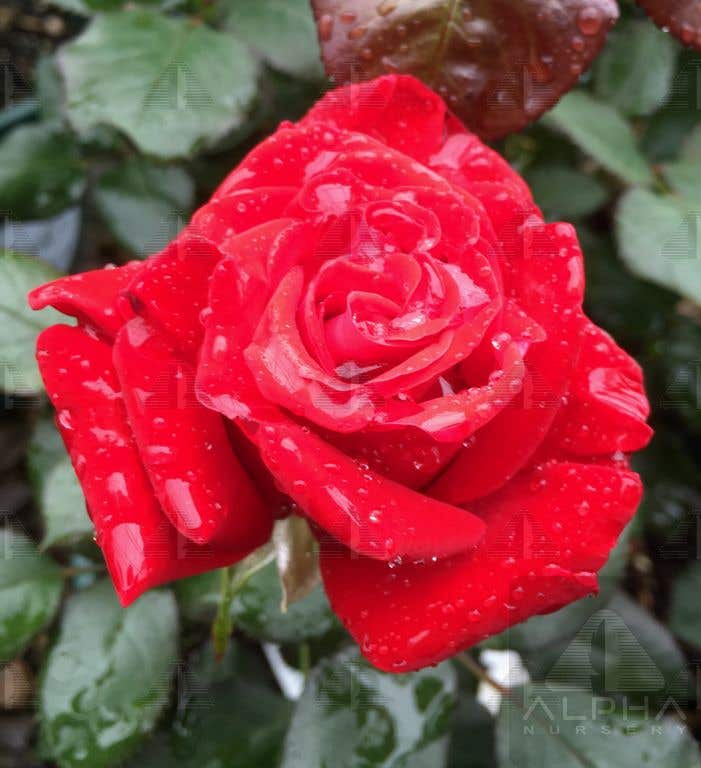 Drop Dead Red™ Floribunda Rose, # 2 Container Size