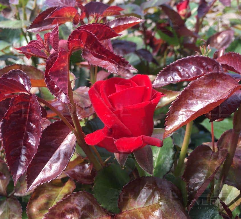 Drop Dead Red™ Floribunda Rose, # 2 Container Size