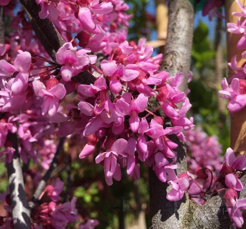 Eastern Redbud Tree, #7
