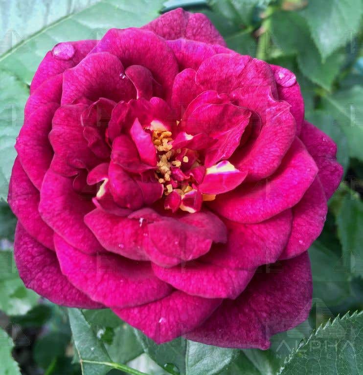 Ebb Tide Rose, #2 Container Size
