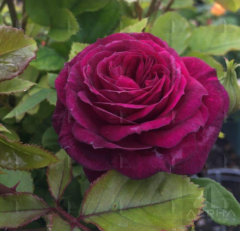 Ebb Tide Rose, #2 Container Size
