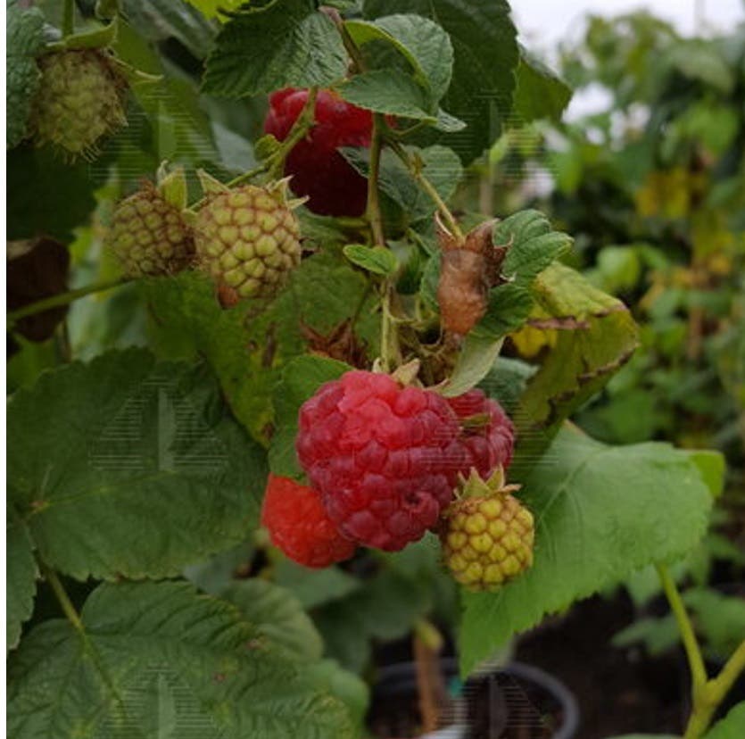 Encore Raspberry Plant, #1