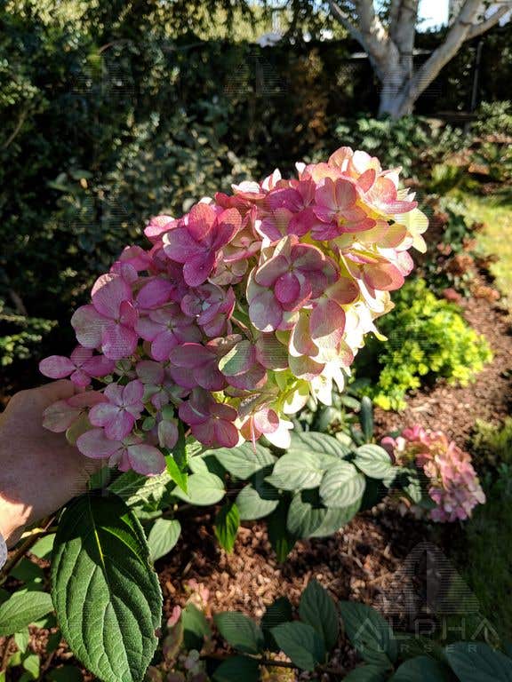 Fire Light® Hydrangea, # 2 Container Size