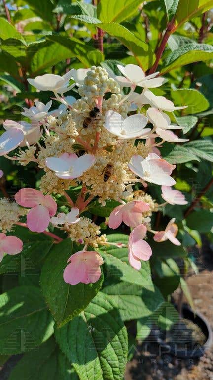 Fire Light® Hydrangea, # 2 Container Size