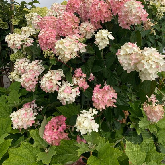 Fire Light® Hydrangea, # 2 Container Size