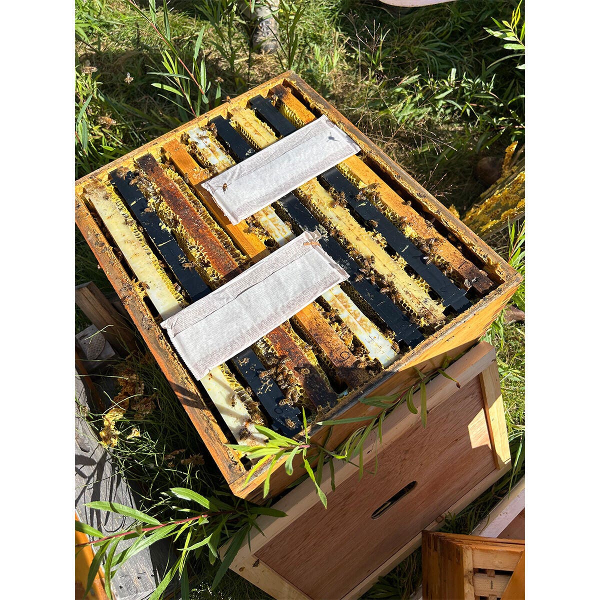 Formic Pro - Varroa Treatment - 2 Dose Treatment
