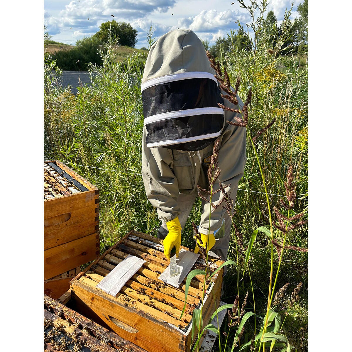 Formic Pro - Varroa Treatment - 2 Dose Treatment
