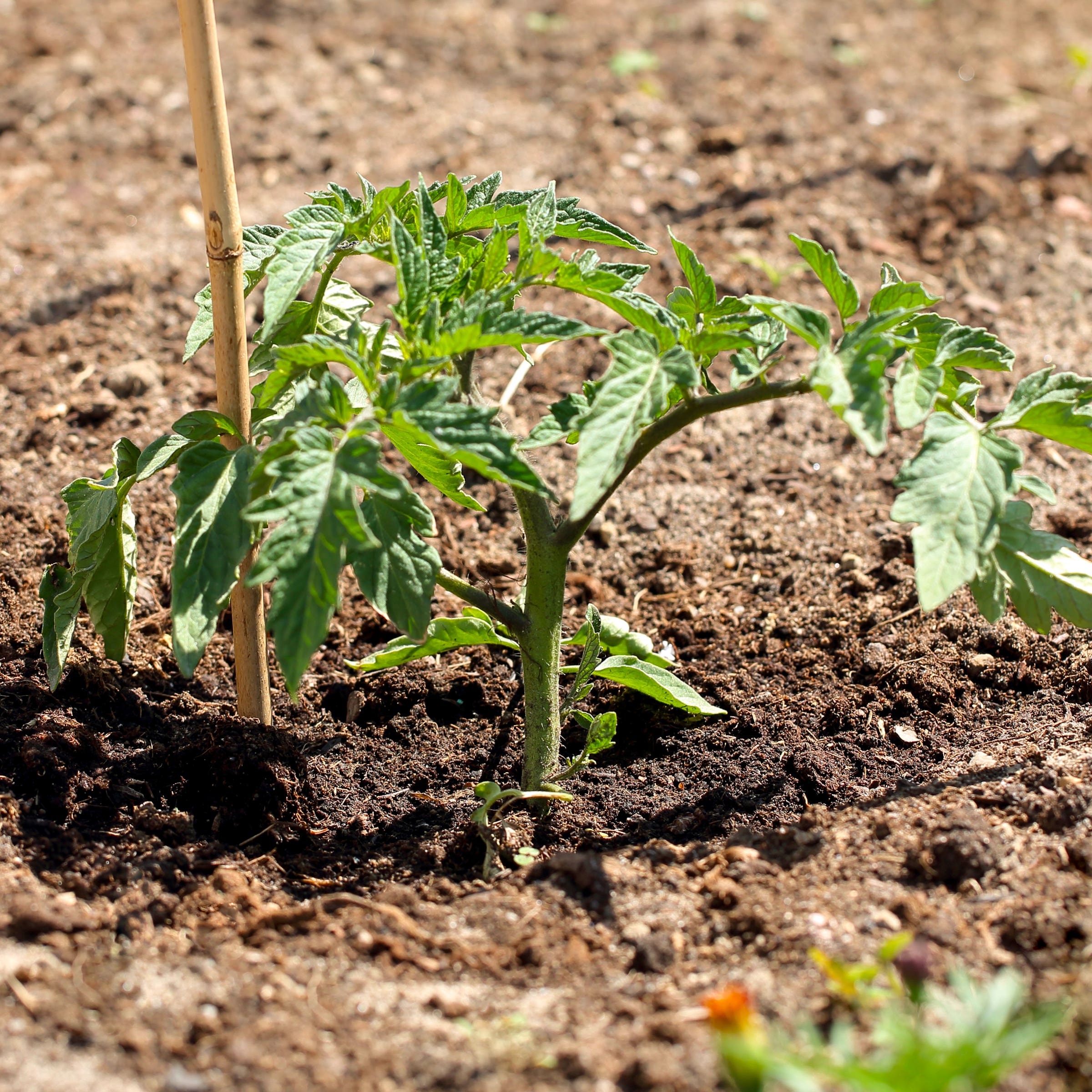 Assorted Tomato Plants 1 Gallon Container Size