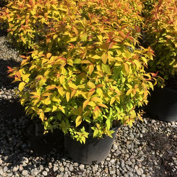 Gold Flame Spirea, #5 Container Size