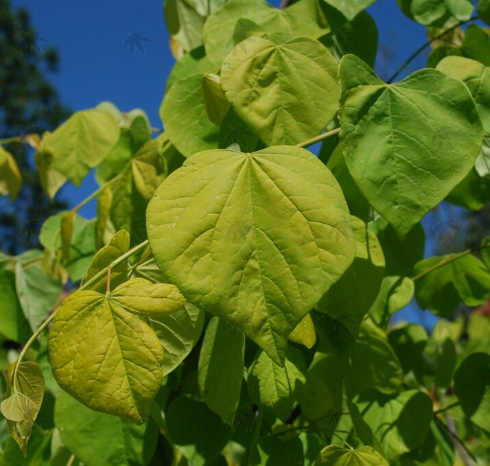 Golden Falls Redbud Tree, #5