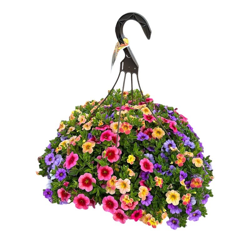 Premium Hanging Flower Basket 12 in