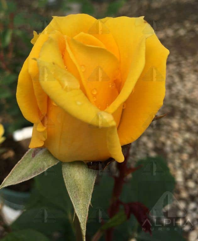 Henry Fonda™ Hybrid Tea Rose, # 3 Container Size