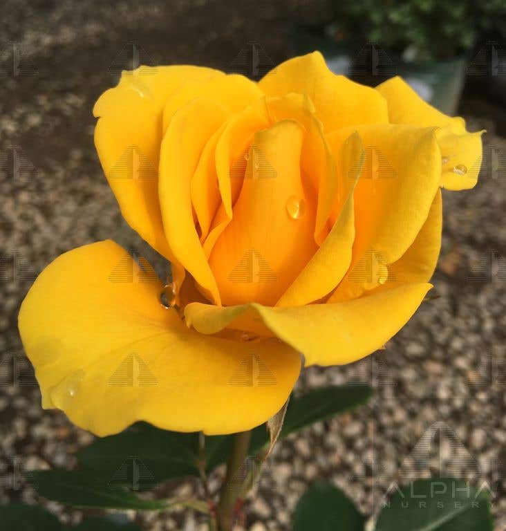 Henry Fonda™ Hybrid Tea Rose, # 3 Container Size